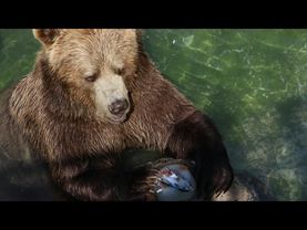 Animals in Europe's sweltering zoos cool off with frozen treats | AFP