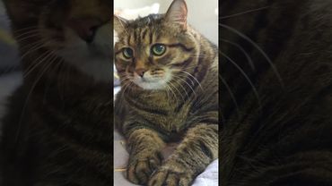 Сын прокурора 🙀🤔😉🤣 #cat #кот #юмор #котушка #приколы #цитаты #смех