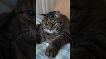 День рождения 🎂🤝🙀🤣 #cat #кот #юмор #котушка #приколы #цитаты #смех