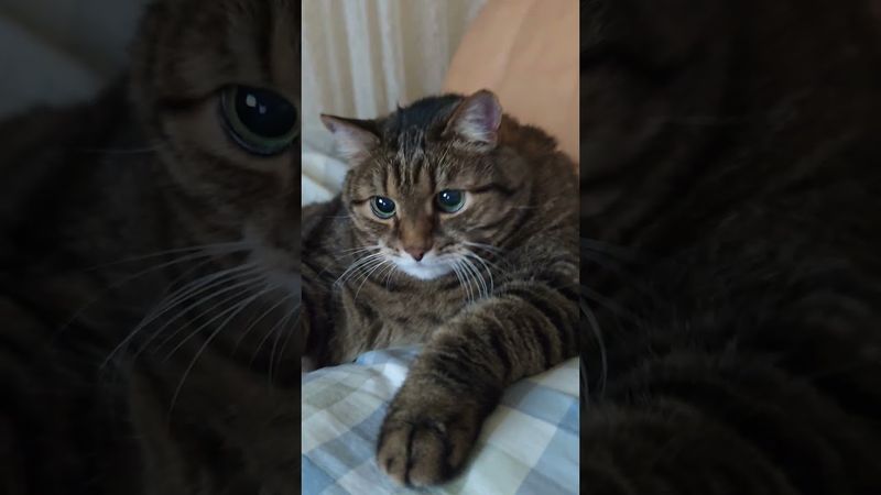 День рождения 🎂🤝🙀🤣 #cat #кот #юмор #котушка #приколы #цитаты #смех