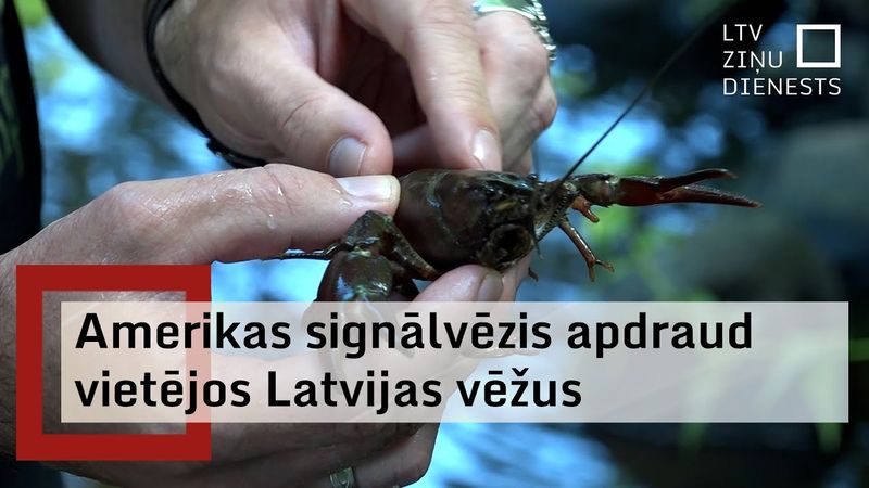Invazīvais Amerikas signālvēzis apdraud vietējās vēžu sugas
