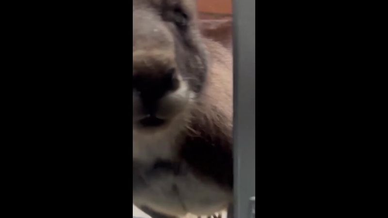 Woman opens motel room to host of Aussie animals