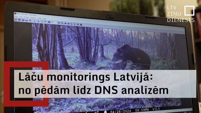 Latvijas teritorijā pēdējos gados – pieaugoša lāču populācija