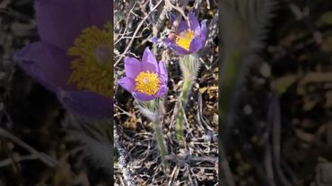 Первоцветы на Алтае! Красота то какая.