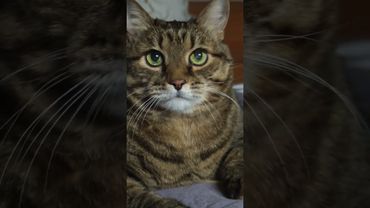 Задул 90 свечей 🎂🙀🤔🤣 #cat #кот #котушка #юмор #приколы #funny #цитаты