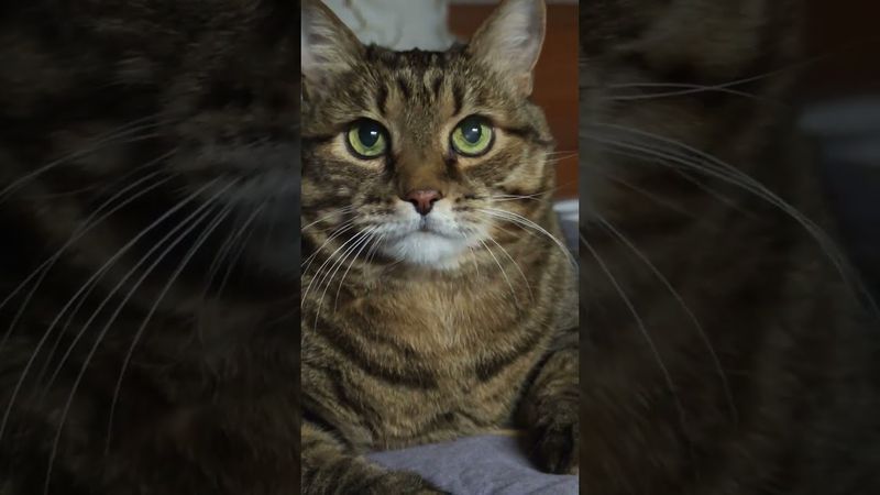 Задул 90 свечей 🎂🙀🤔🤣 #cat #кот #котушка #юмор #приколы #funny #цитаты