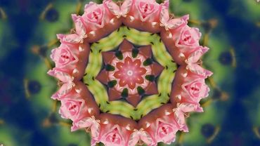 розовые розы