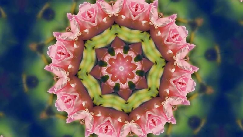 розовые розы