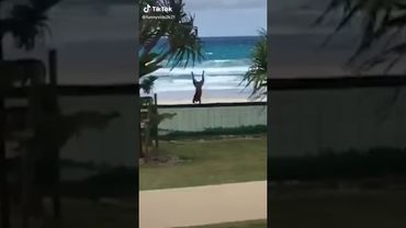 Jumping Dogs MEME Compilation! #tntl