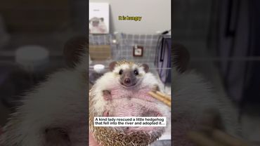 Hedgehog drowning #wildliferescue #animals #animalfriendshipgoals#rescue #hedgehog #lovestory