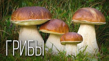Грибы: Таинственное Царство | Интересные факты про грибы