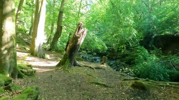 English Woodland Walk in 4K