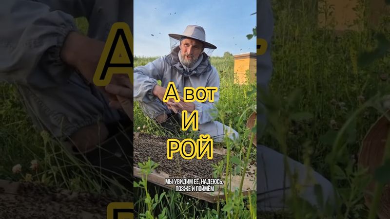 РОЙ ВЫШЕЛ, КРАСОТА