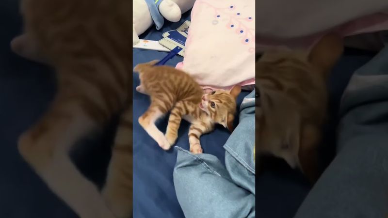 100% attack, 0 damage,kitten is so cute.#cat #funnycats #cutecat #catlovers #fyp #viralvideo