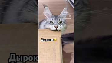 #рекомендации #юмор #прикол #котики #cat #catvideos #cats #catshorts #funny #funnycats #funnyshorts