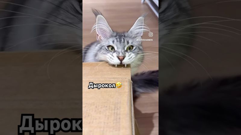 #рекомендации #юмор #прикол #котики #cat #catvideos #cats #catshorts #funny #funnycats #funnyshorts