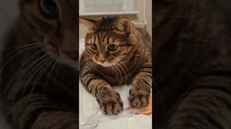 I'm Alone 🙀🐱🤔😘 #cat #кот #music #remix #love #song #