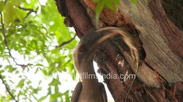 Hornbill gently offers Garden lizard to its female who is incercerated inside a tree trunk nest-hole