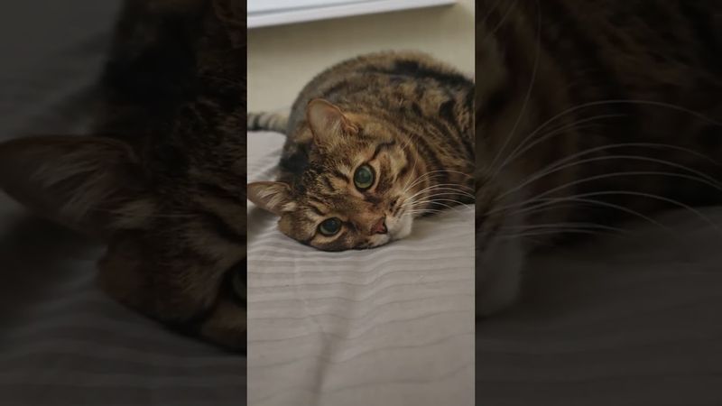 Спокойной ночи 🥱🐱😉🤣#cat #кот #юмор #котушка #цитаты #фильмы #кино