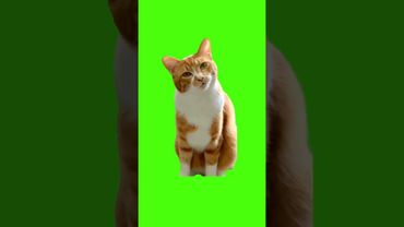 cat meows ha hee meme green screen