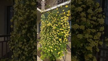 Первое цветение розы Леди Бэнкс Еллоу (Lady Banks Yellow) в нашем саду.    Крым. Витино.