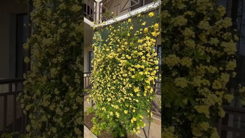 Первое цветение розы Леди Бэнкс Еллоу (Lady Banks Yellow) в нашем саду.    Крым. Витино.