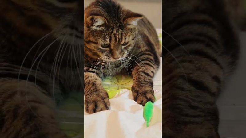 Американские горки 🙀🤔😉🤣 #cat #кот #юмор #котушка #приколы #цитаты