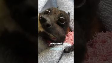 Летучая лисица #амитеш #животные