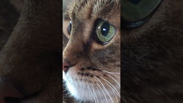 Тут и там 🐱😻🤗😍 #cat #кот #котушка #котики ##музыка