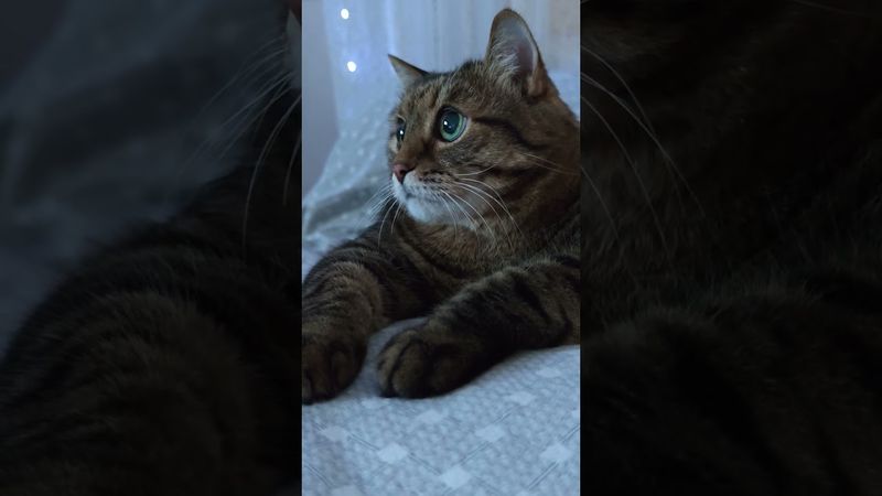 Проблем по горло 🙀🤔🫢🤣 #cat #кот #юмор #котушка #приколы #цитаты