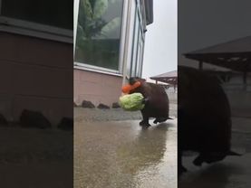 бобры воруют овощи)