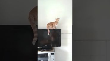 Кот упал с телевизором