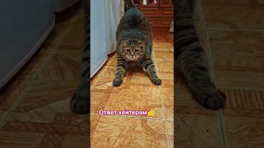 Всё хорошо 👍🤗😻❤ #cat #кот #юмор #котушка #приколы #цитаты