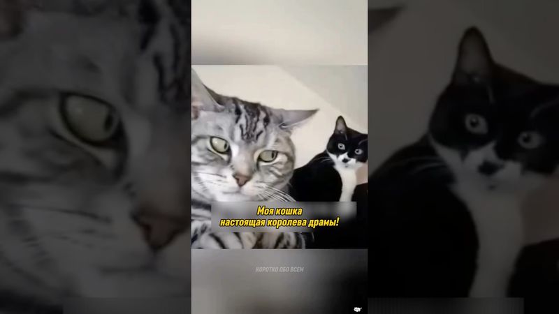 Забавные Кошки #shorts #shortvideo #youtubeshorts #youtube #viral #viralvideo #funny #cat #cats