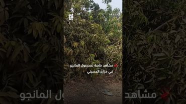 مشاهد خاصة لمحصول فاكهة المانجو في مزارع الحسيني بمحافظة لحج