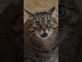 Сыр хочешь? 🧀😻😉🤣 #cat #кот #юмор #котушка #приколы #цитаты #мем