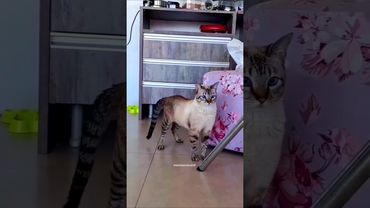 cat Tum Kitna Achcha dance karte ho 😄#cat #shorts