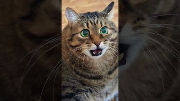 Жрать охота - запоёшь 🙀😉🤗🤣 #cat #кот #юмор #котушка #приколы #прикольныекоты #смех