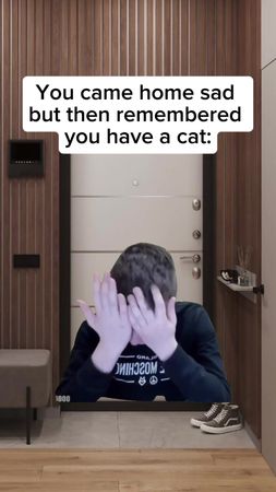 Cat… #fyp #funny #meme 