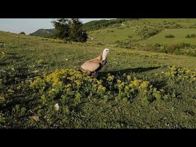 The Great Bulgarian Vulture Return: Europe turns over a new leaf after centuries of bird persecution