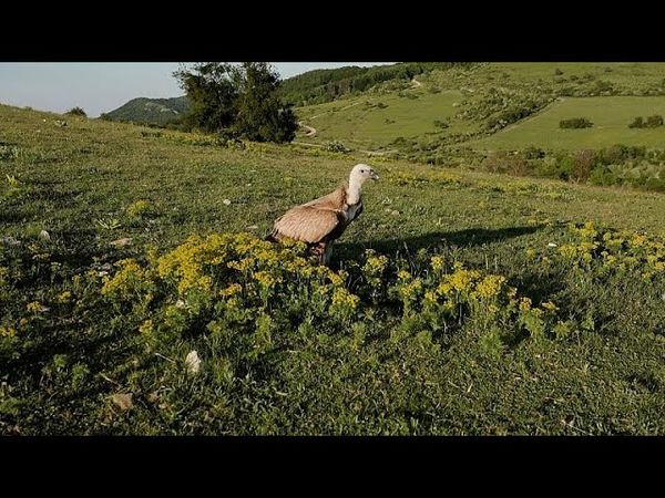 The Great Bulgarian Vulture Return: Europe turns over a new leaf after centuries of bird persecution