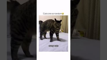 Crazzy cats