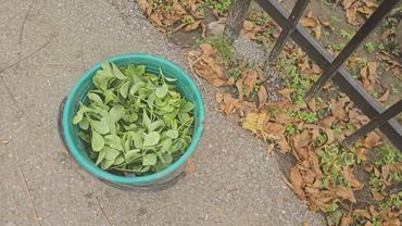 ПОЗДНЯЯ ОСЕНЬ . МОЙ ❤️  ПАЛИСАДНИК.