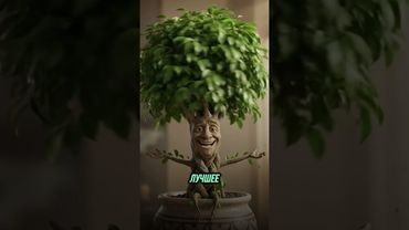 Полезные растения для вашего дома