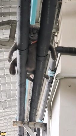 Cats can sleep anywhere.#cat #catsoftiktok #funny #funnyvideos 