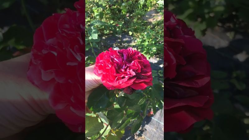 Роза Надя Ренессанс