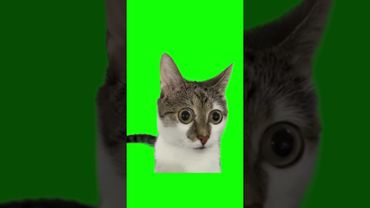Shocked cat with big eyes confused meme green screen 🟩