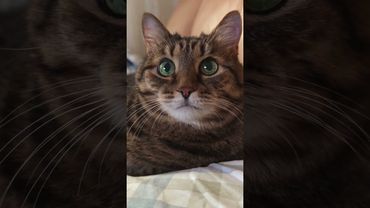 Одноклассники 🙀🤔😉🤣 #cat #кот #юмор #котушка #приколы #цитаты