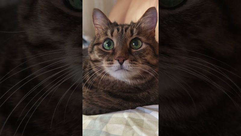 Одноклассники 🙀🤔😉🤣 #cat #кот #юмор #котушка #приколы #цитаты