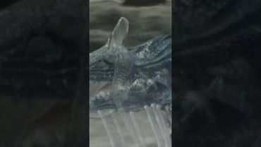 Tried taking a nap, then THIS happened.